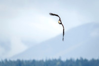 Bald_eagle_WASB_2022_38