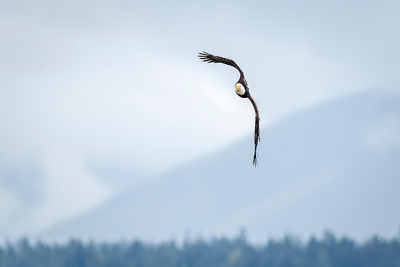 Bald_eagle_WASB_2022_38