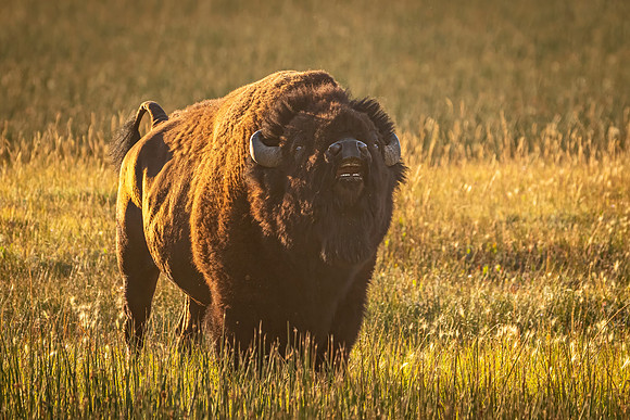 Bison_YNP_2025_4