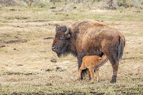 Bison_YNP_2022_2