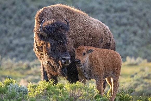 Bison_YNP_2024_2