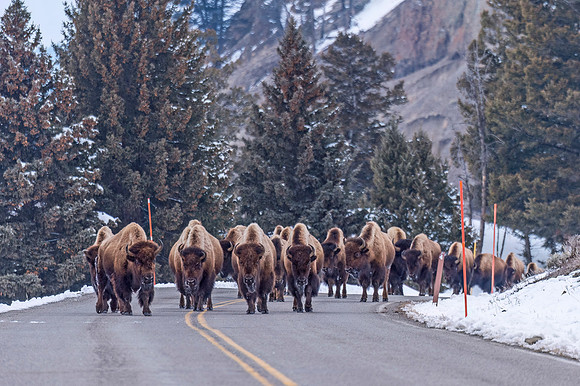 Bison_YNP_2020_3