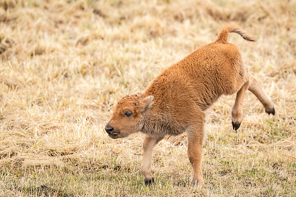 Bison_YNP_2022_3