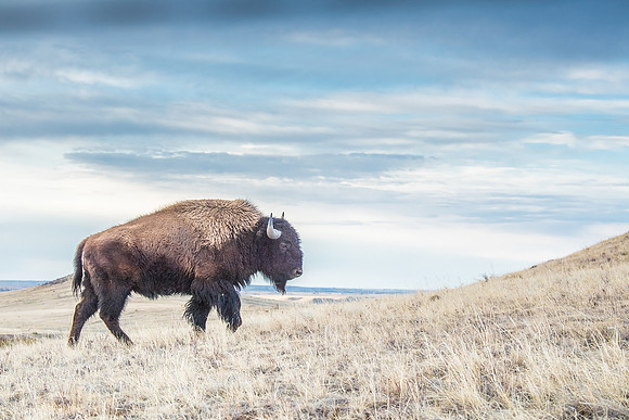 Bison_Soapstone_2019_7