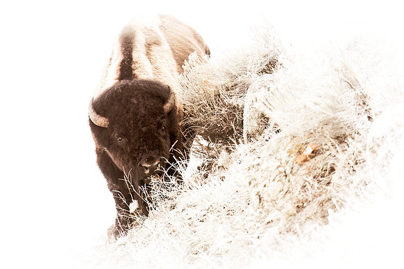 Bison_YNP_2020_2