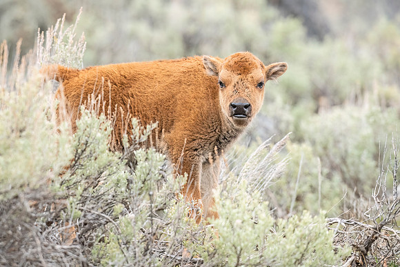 Bison_YNP_2022_1