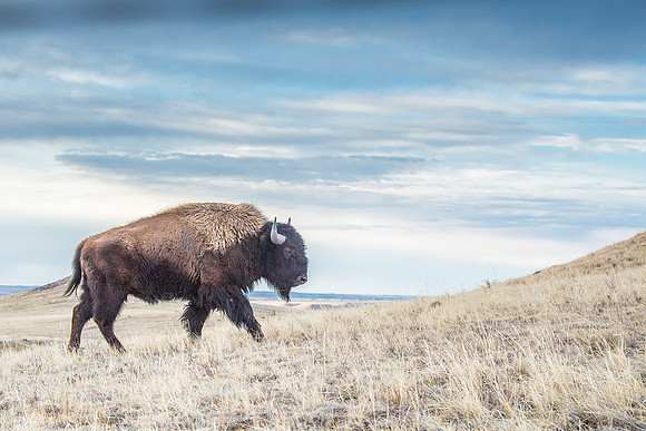 Bison_Soapstone_2019_6