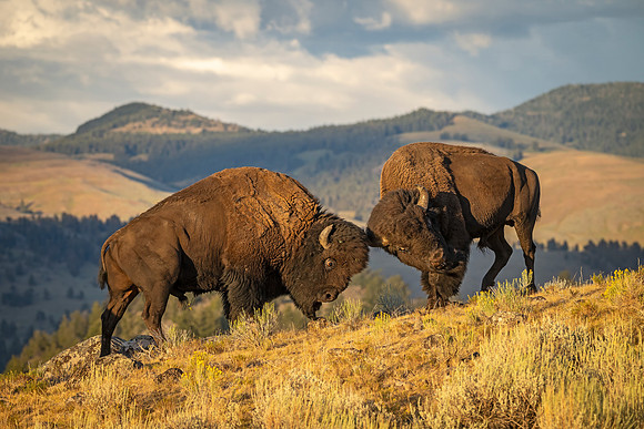 Bison_YNP_2025_2