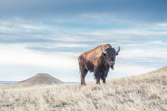 Bison_Soapstone_2019_5