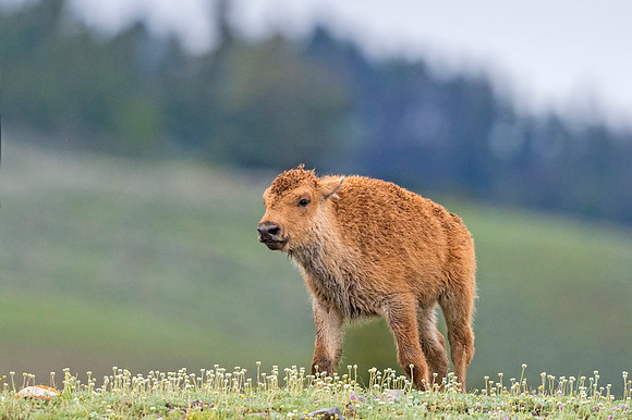 Bison_YNP_2018_1
