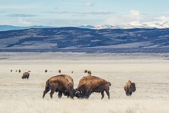 Bison_Soapstone_2019_4