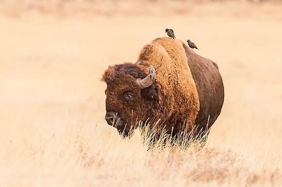 Bison_RMANWR_2019_1