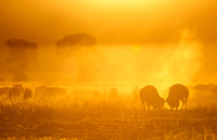 Bison_GTNP_2016_1