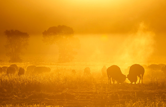 Bison_GTNP_2016_1
