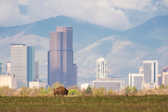 Bison_RMANWR_2020_2
