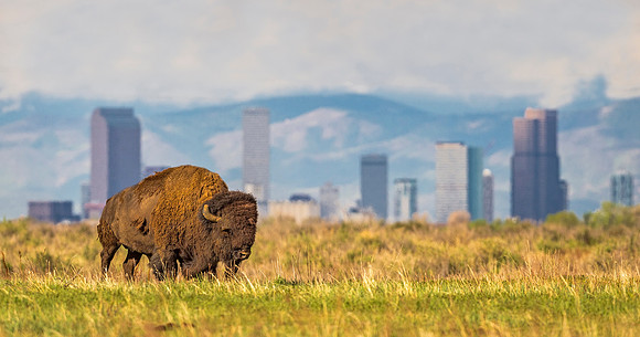 Bison_RMANWR_2020_1