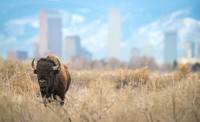Bison_14