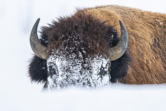 Bison_GTNP_2022_1