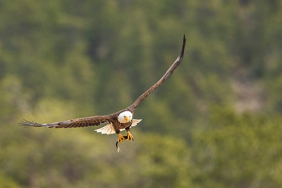 Bald_eagle_EP_2019_1