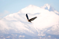 Bald_Eagle_McIntosh_2017_1