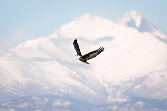 Bald_Eagle_McIntosh_2017_1