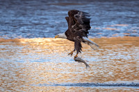 Bald_eagle_EP_2022_1