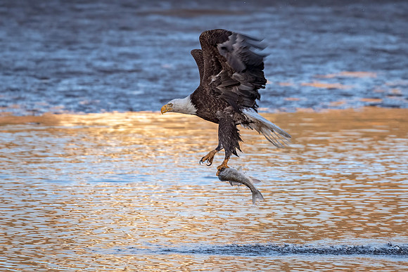 Bald_eagle_EP_2022_1