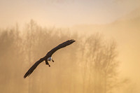 Bald_eagle_Haines_2024_15