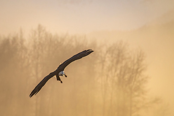 Bald_eagle_Haines_2024_15