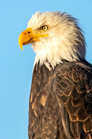 Bald_eagle_Haines_2024_10