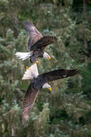 Bald_eagle_Haines_2024_14