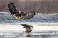 Bald_eagle_Haines_2024_13