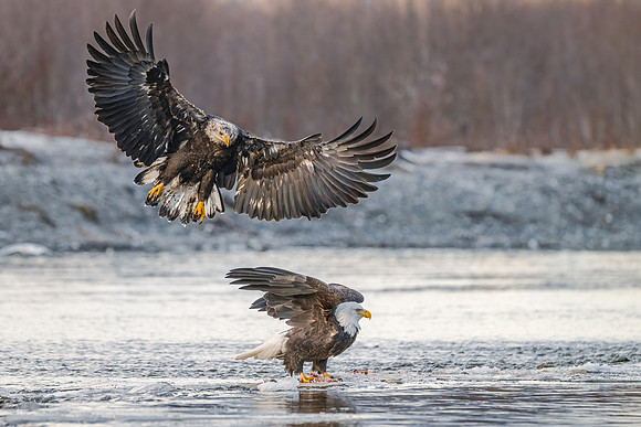 Bald_eagle_Haines_2024_13