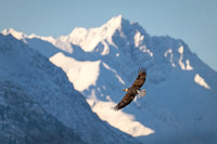 Bald_eagle_Haines_2024_12