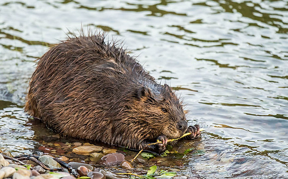 Beaver Eating Dinner