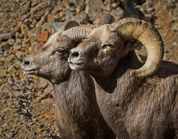 Bighorns-5