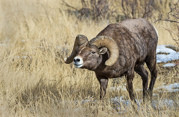 Bighorn_72