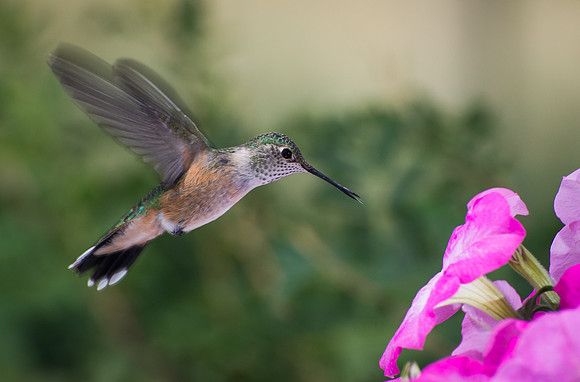 Broad-tailed Hummingbird