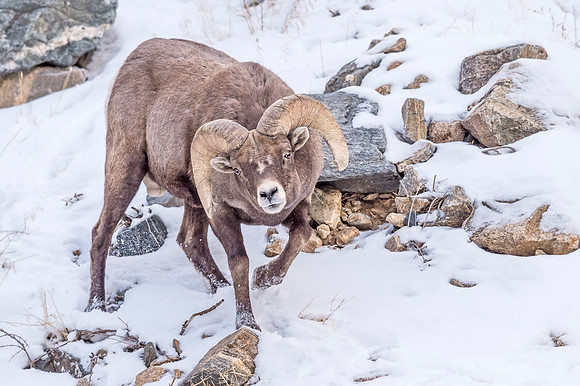 Bighorn_Georgetown_2016_9