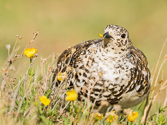 Ptarmigan_RMNP_2015_1