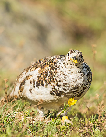 Ptarmigan_RMNP_2015_2