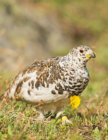 Ptarmigan_RMNP_2015_3