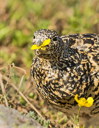 Ptarmigan_RMNP_2015_4