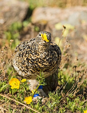 Ptarmigan_RMNP_2015_5