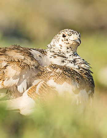White-tailed_Ptarmigan_RMNP_2015_6