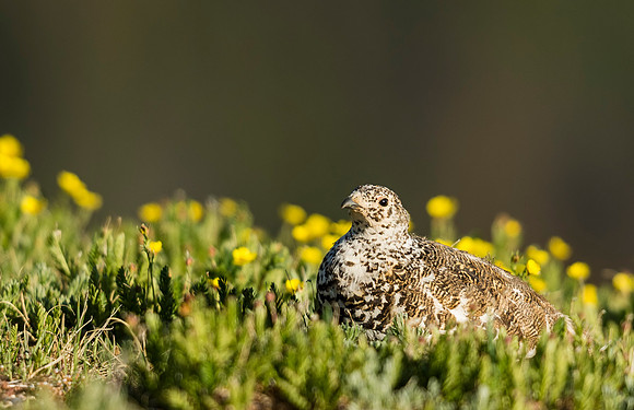 White-tailed_Ptarmigan_RMNP_2015_7