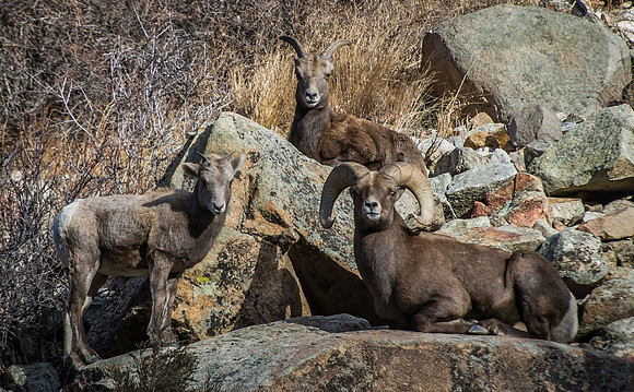 Bighorn_Family_Portrait