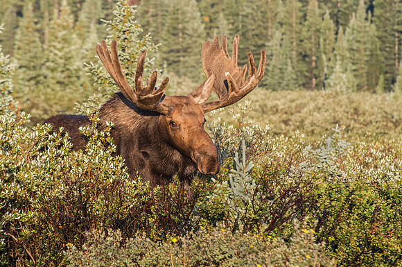 Moose Portrait