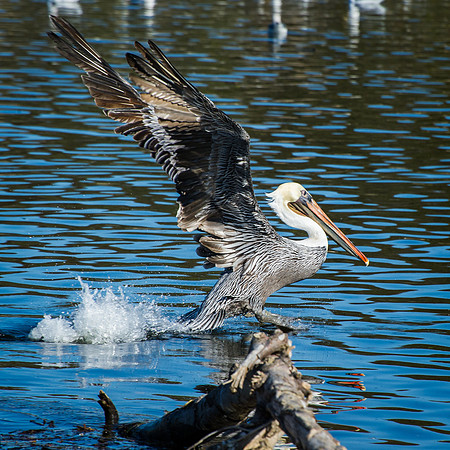 Brown Pelican