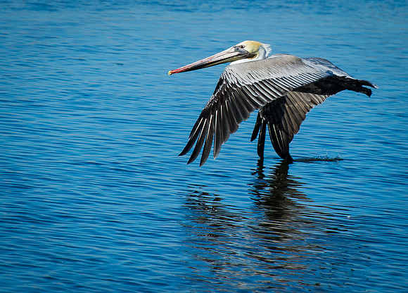 Flying Brown Pelican